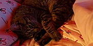 Petey joined the competition — help win amazing prizes! cat, tabby, pet, sleeping, bed, bedding, blanket, cozy, indoor, feline, fur, whiskers, paws, resting, cute, domestic_animal, animal, holiday, pattern, warm_light