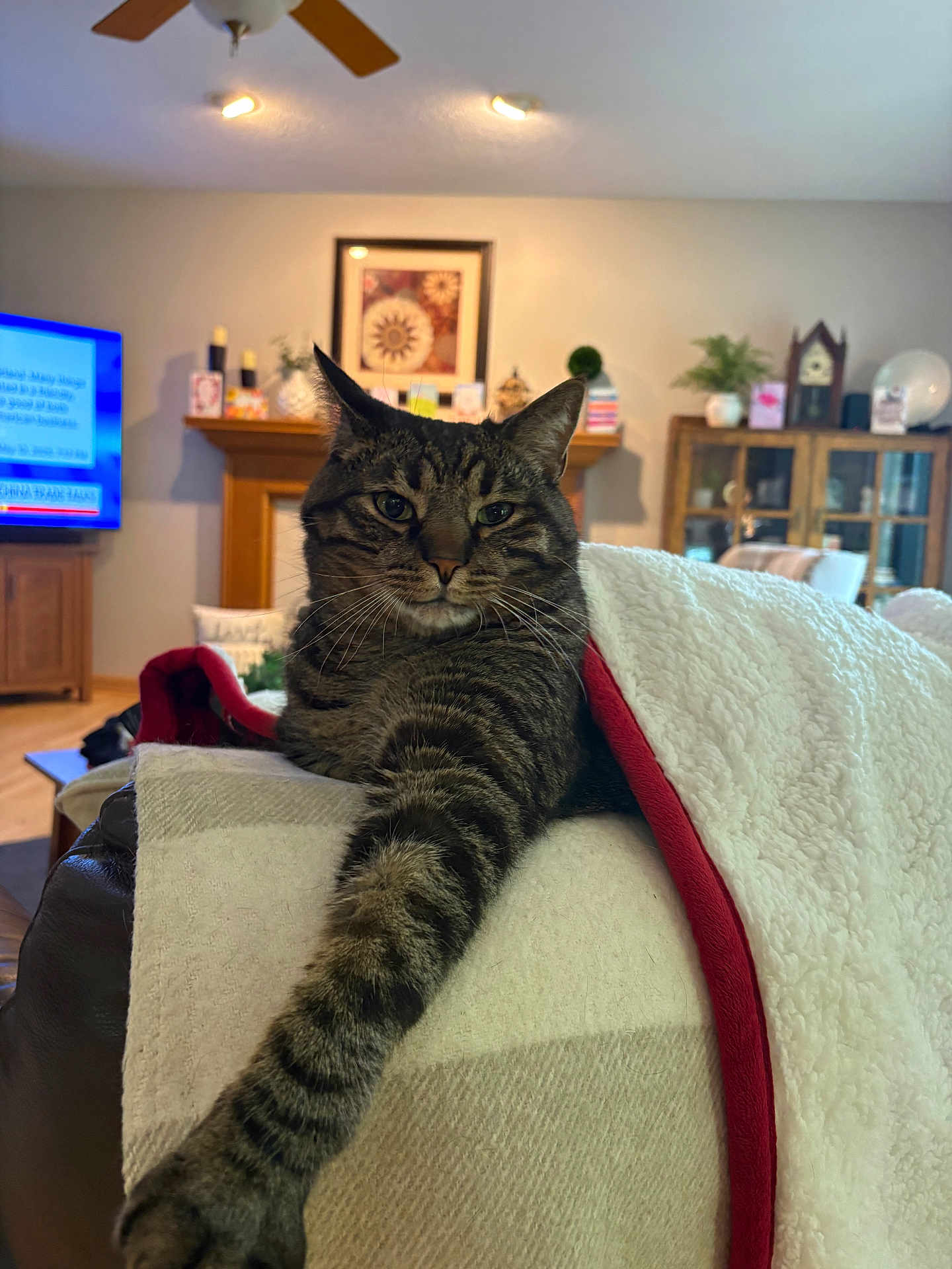Petey joined the competition — help win amazing prizes! cat, tabby, feline, pet, indoor, living_room, blanket, couch, stretching, fur, whiskers, relaxed, cozy, home, furniture, television, fireplace, decor, plant, wooden_cabinet