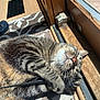 cat, tabby, sunlight, indoor, carpet, wooden_door, relaxed, sleeping, paw, whiskers, fur, striped, cozy, pet, animal, domestic, closeup, resting, window, sunbeam
