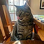 Petey joined the competition — help win amazing prizes! cat, tabby, striped, feline, indoor, wooden_chair, window, sunlight, tongue, licking, pet, domestic_animal, fur, whiskers, green_eyes, table, blinds, home, daylight, wood_floor