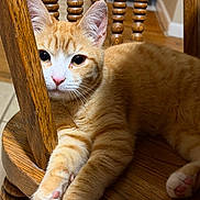 August Edwin joined the competition — help win amazing prizes! cat, orange_tabby, feline, chair, wood, wooden_chair, paws, fur, whiskers, ears, indoor, pet, animal, curious, relaxed, close_up, domestic_cat, cute, mammal, resting