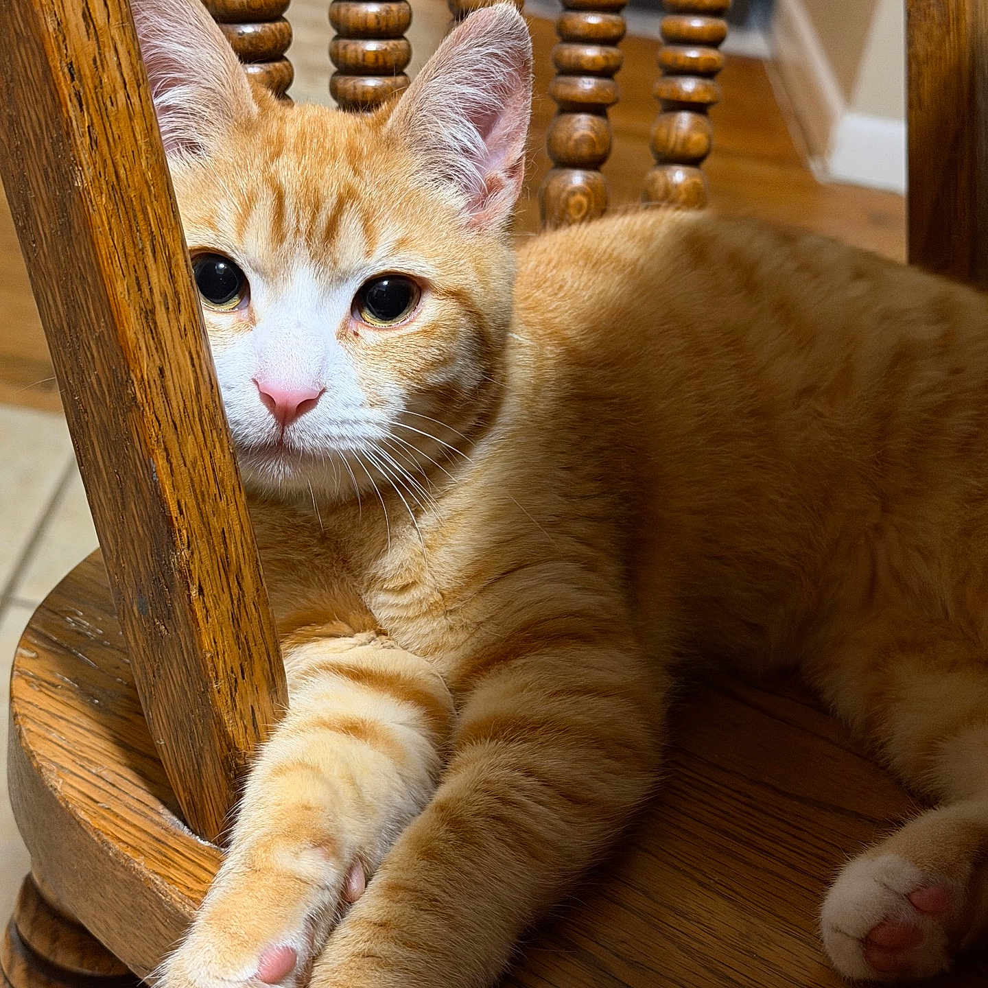 August Edwin joined the competition — help win amazing prizes! cat, orange_tabby, feline, chair, wood, wooden_chair, paws, fur, whiskers, ears, indoor, pet, animal, curious, relaxed, close_up, domestic_cat, cute, mammal, resting