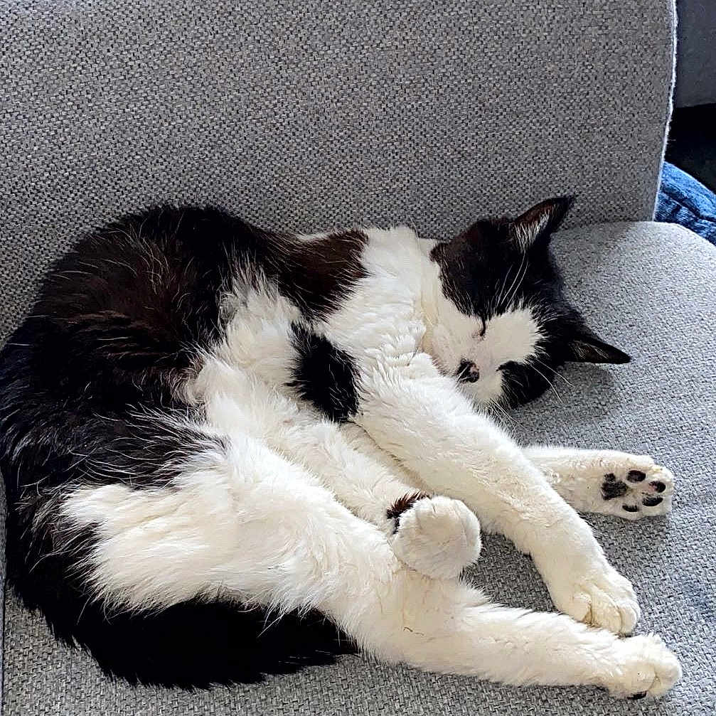 Patchy joined the competition — help win amazing prizes! animal, armchair, cat, chair, couch, cushion, furniture, homedecor, kitten, manx, person, pet, racket, sleeping, sport, tennis, tennisracket
