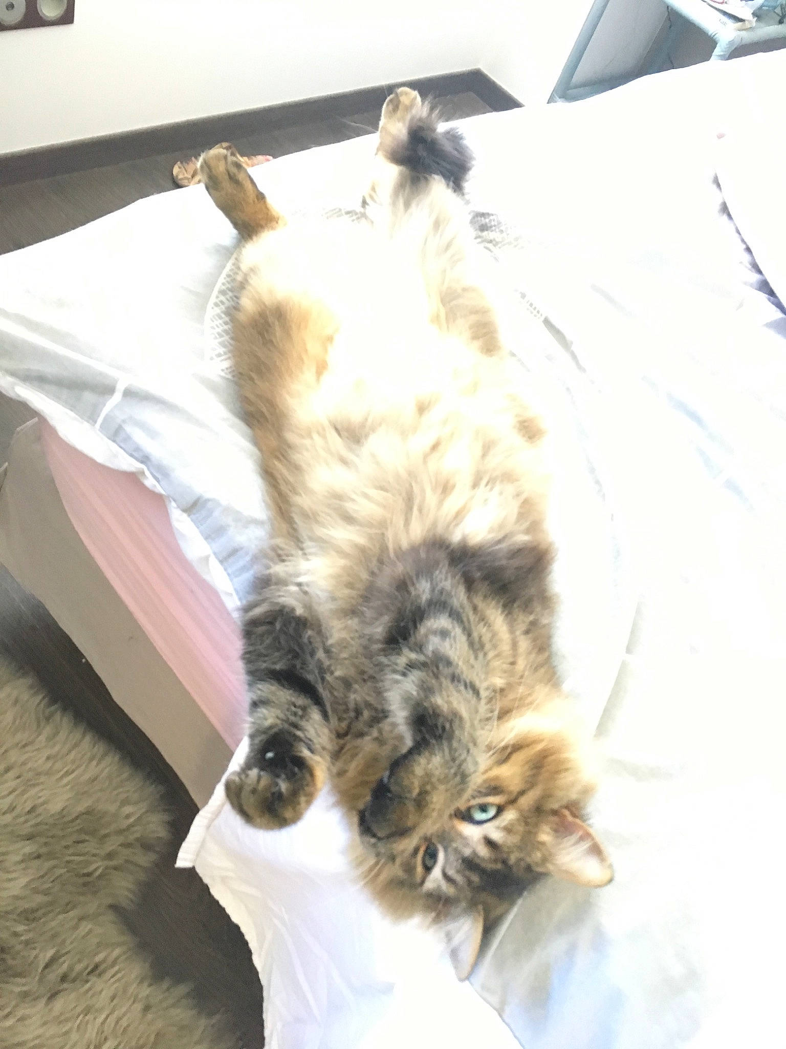 Oscar a rejoint le concours — aidez-le/la à gagner de superbes lots ! carnivore, cat, domestic_long_haired_cat, fawn, felidae, fur, maine_coon, norwegian_forest_cat, small_to_medium_sized_cats, tail