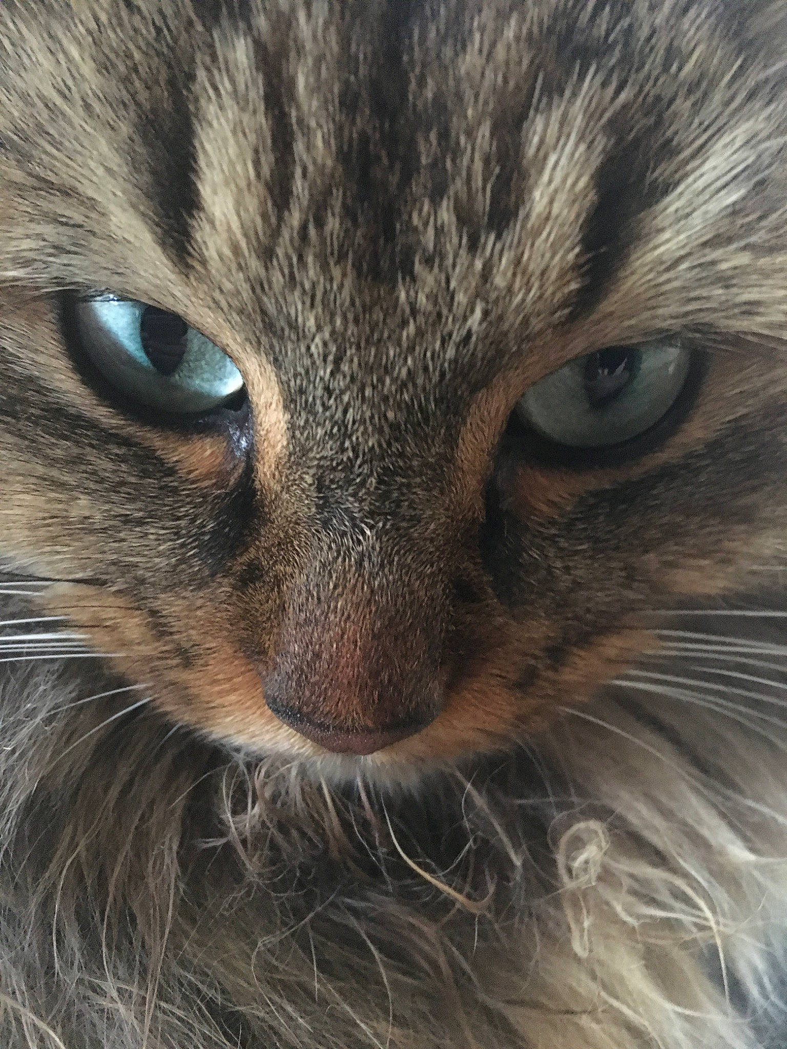 Oscar a rejoint le concours — aidez-le/la à gagner de superbes lots ! carnivore, cat, close_up, domestic_long_haired_cat, domestic_short_haired_cat, eye, felidae, fur, iris, mammal, norwegian_forest_cat, nose, organ, photography, pixie_bob, siberian, small_to_medium_sized_cats, snout, tabby_cat, whiskers