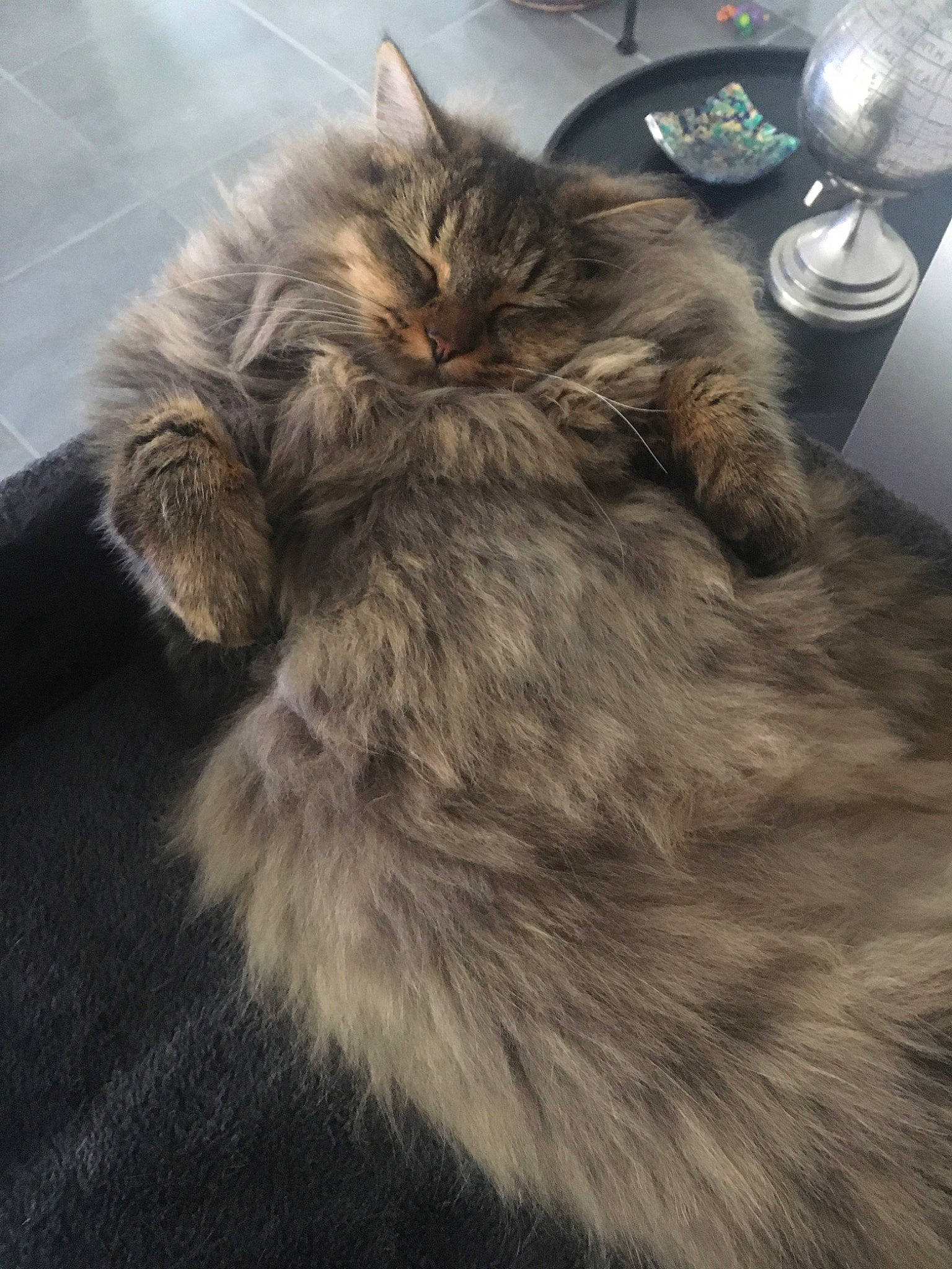 Oscar participe au concours pour gagner de l'argent avec cette photo : asian_semi_longhair, british_longhair, british_semi_longhair, carnivore, cat, domestic_long_haired_cat, fawn, felidae, fur, kitten, maine_coon, norwegian_forest_cat, persian, ragamuffin, siberian, small_to_medium_sized_cats, tail, whiskers