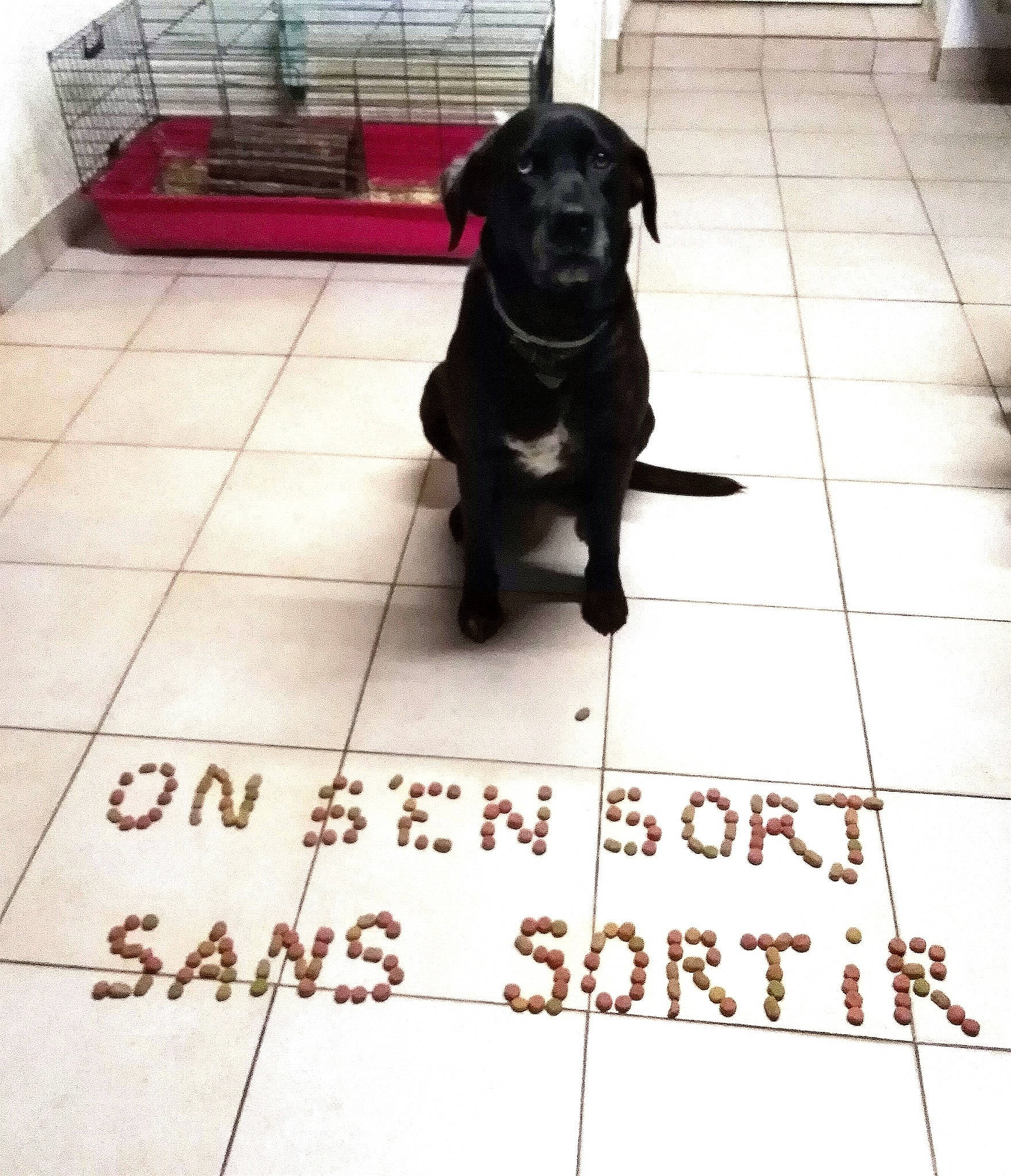 Channa participe au concours pour gagner de l'argent avec cette photo : beagador, borador, canidae, carnivore, companion_dog, dog, dog_breed, flat_coated_retriever, floor, flooring, labrador_retriever, patterdale_terrier, puppy, retriever, snout, sporting_group, tile