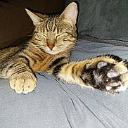 Juliette Polski participe au concours pour gagner de l'argent avec cette photo : animal, cat, close_up, couch, cozy, cute, domestic_cat, feline, furniture, indoor, mammal, paw, pet, relaxed, resting, sleeping, soft, striped, tabby_cat, whiskers