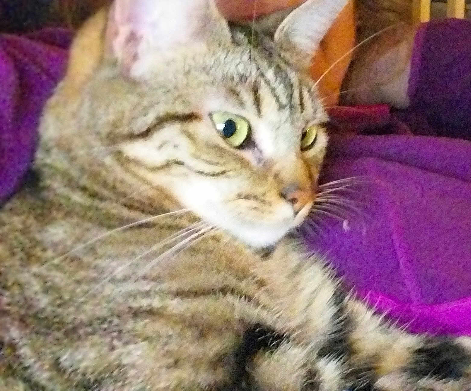 Fripouille participe au concours pour gagner de l'argent avec cette photo : cat, tabby, close_up, green_eyes, whiskers, fur, pet, animal, indoor, blanket, purple, resting, cute, mammal, feline, domestic_cat, portrait, relaxed, soft_focus, cozy