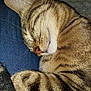 cat, tabby, sleeping, whiskers, fur, closeup, pet, animal, cozy, resting, nap, cute, domestic_cat, striped, feline, soft, relaxed, indoor, jeans, comfort