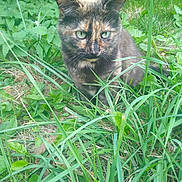 Mickey a rejoint le concours — aidez-le/la à gagner de superbes lots ! cat, tortoiseshell_cat, green_eyes, grass, plants, outdoor, nature, animal, feline, wildlife, greenery, leafy, alert, crouching, fur, pet, mammal, closeup, ground, daylight