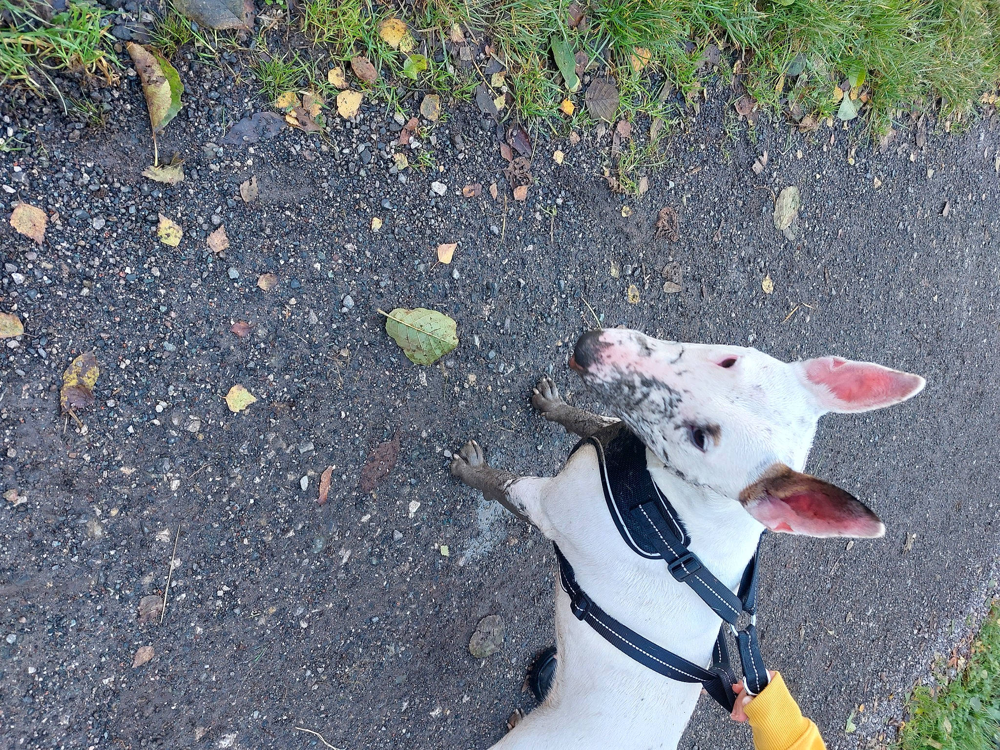 Belle joined the competition — help win amazing prizes! asphalt, canidae, carmine, carnivore, collar, companion_dog, dog, dog_breed, dog_collar, dog_supply, fashion_accessory, fawn, grass, road_surface, snout, soil, sporting_group, tail, tar, working_animal