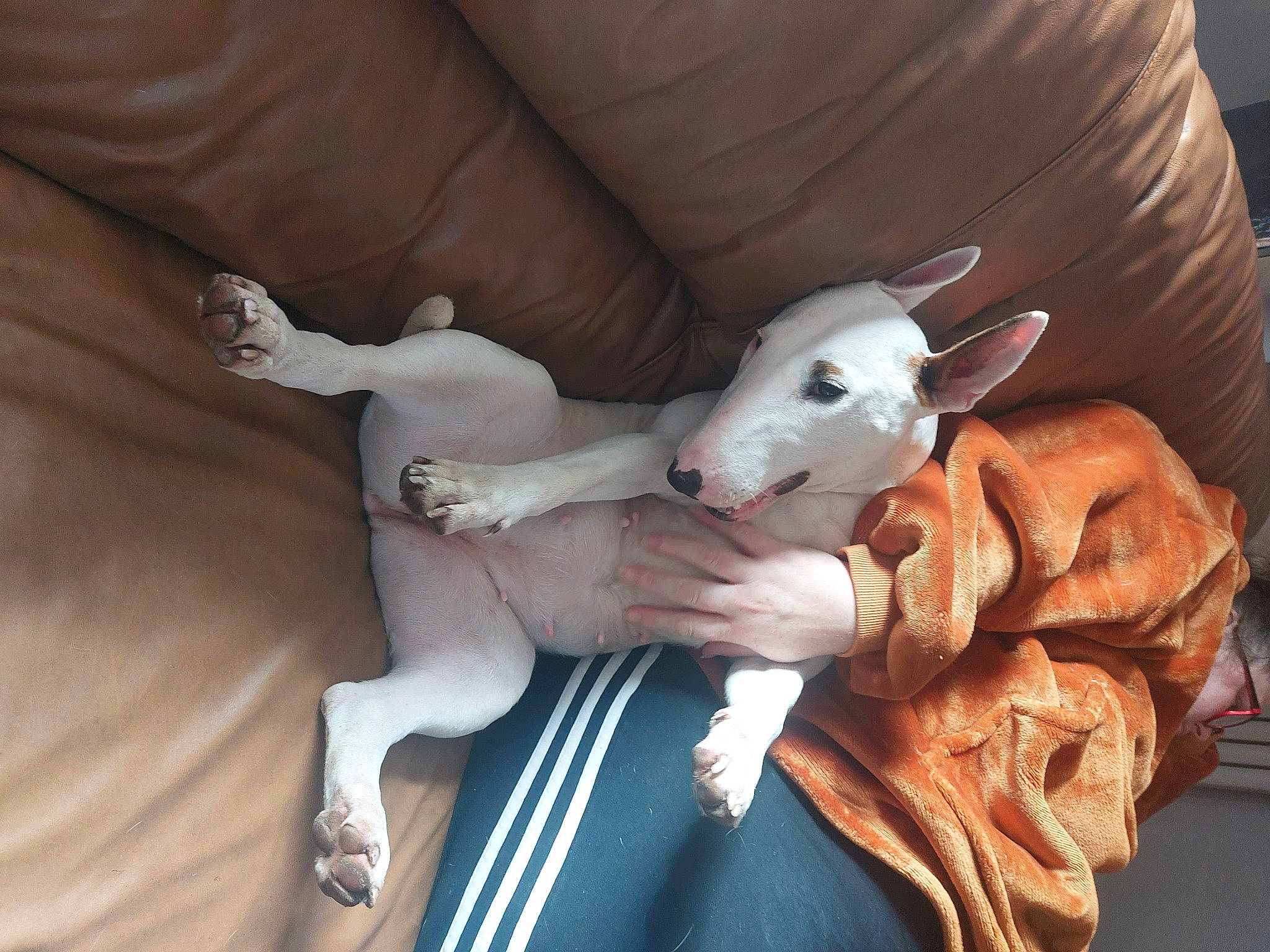 Belle joined the competition — help win amazing prizes! ancient_dog_breeds, art, canidae, carnivore, comfort, companion_dog, dog, dog_breed, fawn, felidae, fur, guard_dog, non_sporting_group, paw, sighthound, sporting_group, tail, toy_dog, working_animal