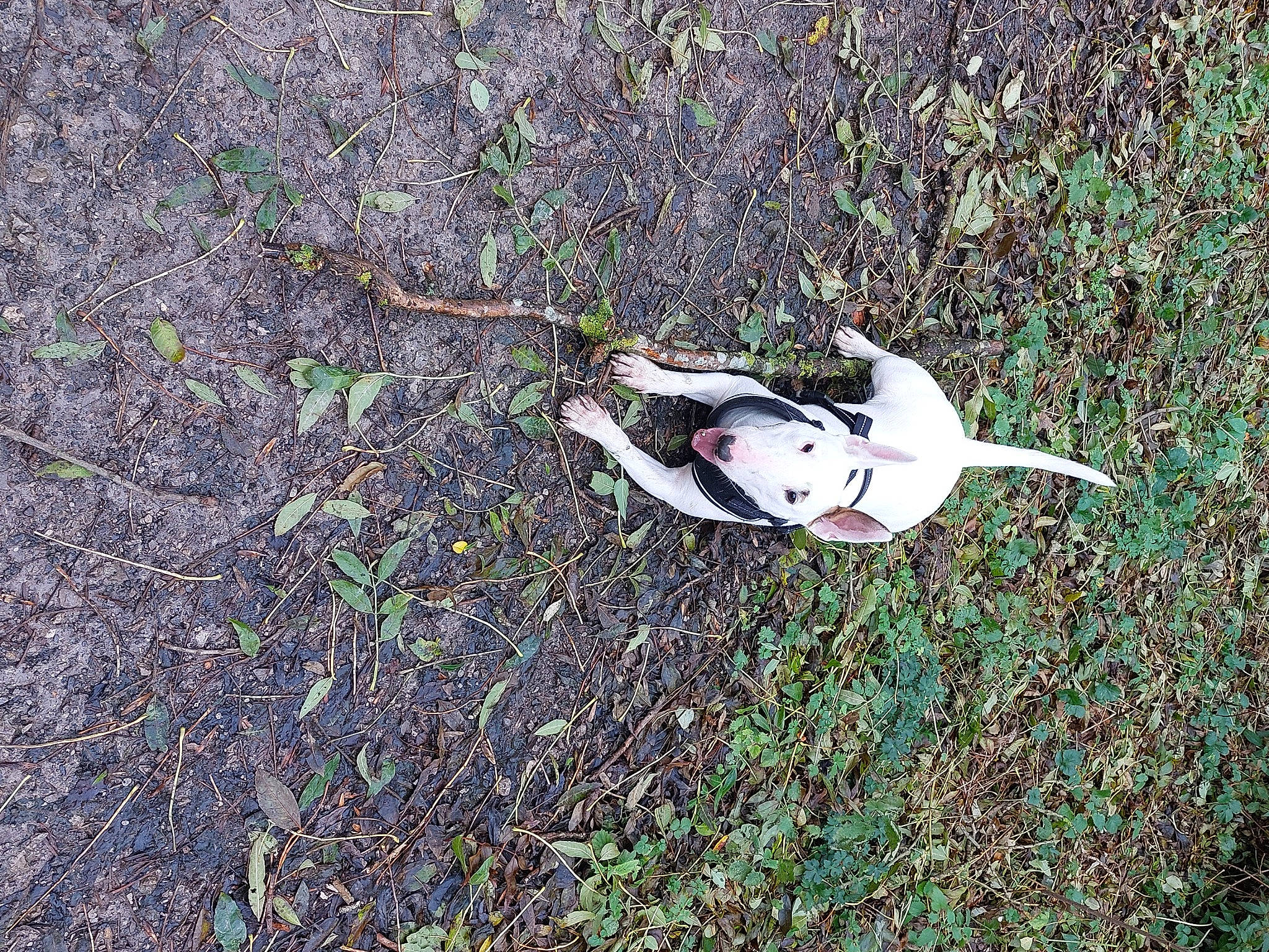 Belle joined the competition — help win amazing prizes! adventure, asphalt, canidae, carmine, dog, grass, people_in_nature, plant, recreation, shadow, shrub, soil, sporting_group, twig, wing