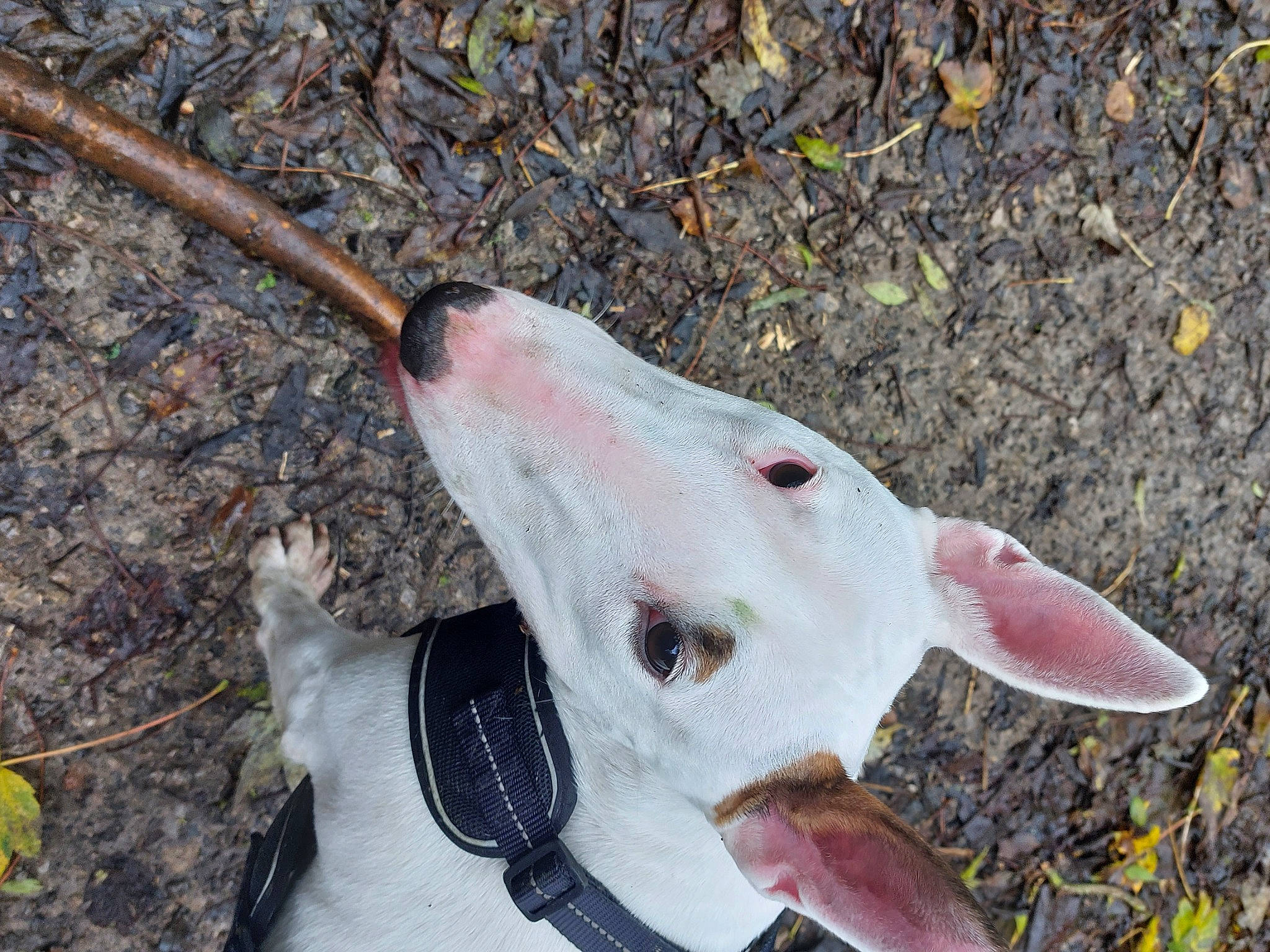 Belle is registered to the contest to win money with this photo: canidae, carnivore, collar, companion_dog, dog, dog_breed, dog_collar, ear, fang, fawn, grass, hunting_dog, jaw, non_sporting_group, snout, sporting_group, terrestrial_animal, throat, whiskers, working_animal