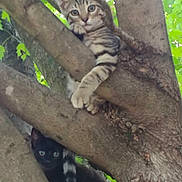 Bandit And Raven joined the competition — help win amazing prizes! cat, tree, branch, animal, outdoor, nature, pet, feline, greenery, leaf, wildlife, mammal, climbing, cute, curious, young, two_cats, striped_cat, black_cat, adventure