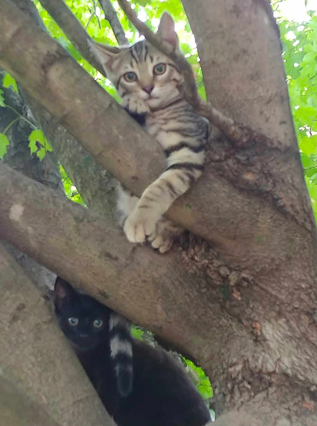 Bandit And Raven joined the competition — help win amazing prizes! cat, tree, branch, animal, outdoor, nature, pet, feline, greenery, leaf, wildlife, mammal, climbing, cute, curious, young, two_cats, striped_cat, black_cat, adventure