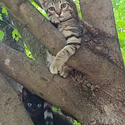Bandit joined the competition — help win amazing prizes! cat, tabby_cat, black_cat, tree, branches, outdoor, nature, animal, pet, feline, curious, climbing, wildlife, green_leaves, daylight, closeup, mammal, eyes, fur, resting