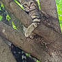 cat, tabby_cat, black_cat, tree, branches, outdoor, nature, animal, pet, feline, curious, climbing, wildlife, green_leaves, daylight, closeup, mammal, eyes, fur, resting