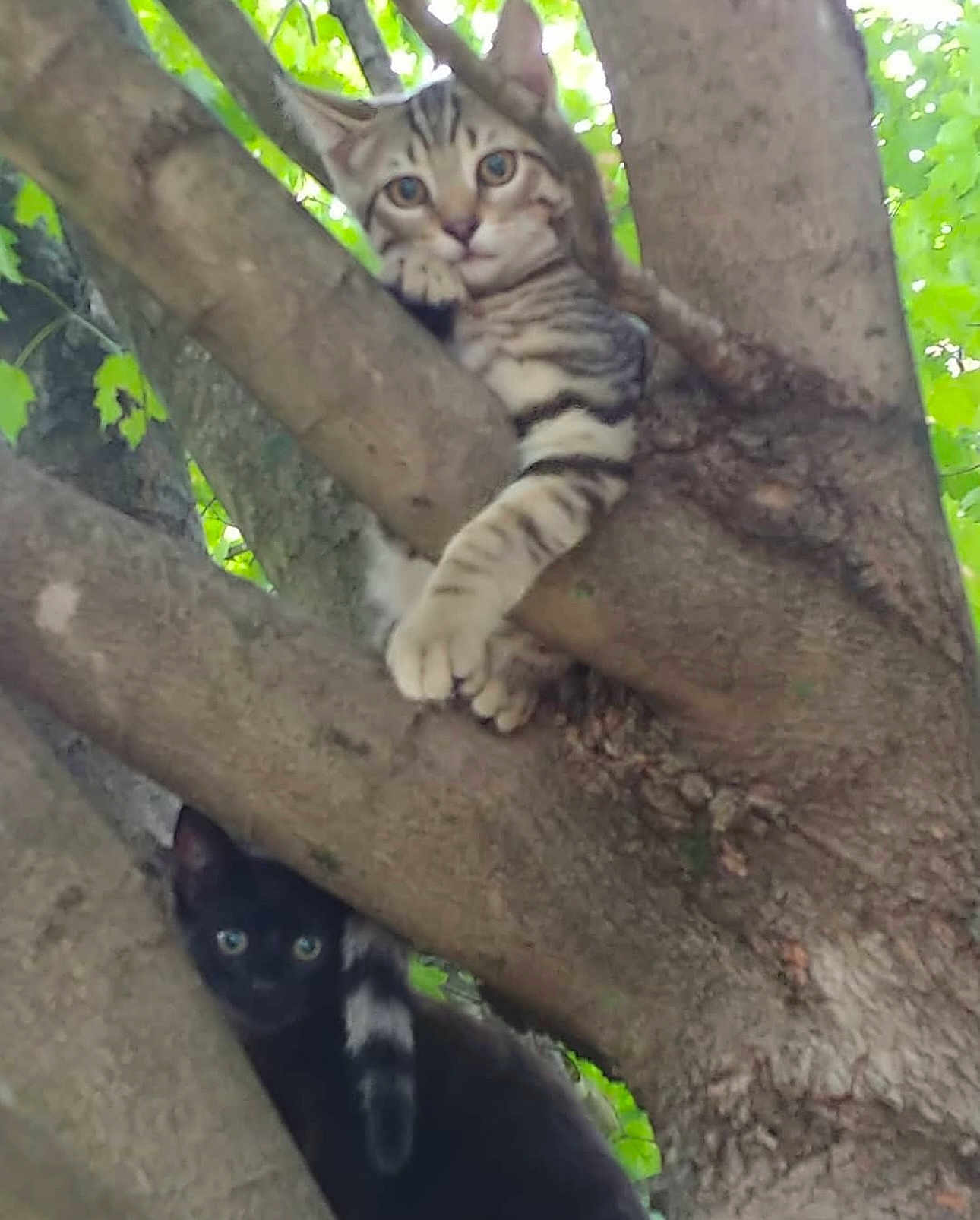 Bandit joined the competition — help win amazing prizes! cat, tabby_cat, black_cat, tree, branches, outdoor, nature, animal, pet, feline, curious, climbing, wildlife, green_leaves, daylight, closeup, mammal, eyes, fur, resting