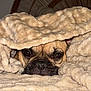 Romy participe au concours pour gagner de l'argent avec cette photo : dog, pug, blanket, beige, cozy, pet, animal, fur, face, snout, eyes, warm, comfort, indoors, resting, cute, sleepy, soft, wrapped, closeup