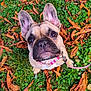 Romy a rejoint le concours — aidez-le/la à gagner de superbes lots ! dog, french_bulldog, pet, animal, outdoor, grass, leaves, autumn, fall, collar, leash, cute, closeup, looking_up, ears, brown, black_nose, fur, nature, adorable