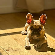 Romy participe au concours pour gagner de l'argent avec cette photo : dog, french_bulldog, puppy, indoor, sunlight, wooden_floor, pet, animal, ears, shadow, cute, relaxed, portrait, canine, mammal, domestic_animal, young, fur, whiskers, floor