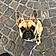 Romy
