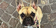 Romy participe au concours pour gagner de l'argent avec cette photo : dog, french_bulldog, leash, pet, animal, outdoor, cobblestone, street, brown, ears, face, looking_up, cute, portrait, closeup, canine, walking, leash_clip, pavement, young_dog