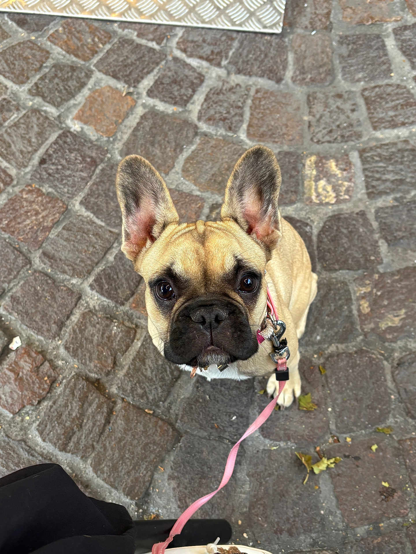 Romy participe au concours pour gagner de l'argent avec cette photo : dog, french_bulldog, leash, pet, animal, outdoor, cobblestone, street, brown, ears, face, looking_up, cute, portrait, closeup, canine, walking, leash_clip, pavement, young_dog