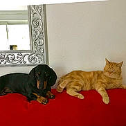 Iggy a rejoint le concours — aidez-le/la à gagner de superbes lots ! dog, cat, dachshund, ginger_cat, red_couch, indoor, mirror, wall, relaxed, pets, furniture, domestic_animals, companion_animals, resting, cute, animal_pair, household, cozy, friendship, laying_down