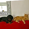 dog, cat, dachshund, ginger_cat, red_couch, indoor, mirror, wall, relaxed, pets, furniture, domestic_animals, companion_animals, resting, cute, animal_pair, household, cozy, friendship, laying_down