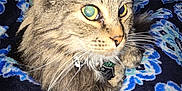 Tippy Mcstockins is registered to the contest to win money with this photo: cat, tabby, pet, animal, fur, whiskers, eyes, blanket, pattern, indoor, cozy, furniture, home, relaxing, closeup, domestic, cute, comfort, resting, mammal