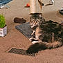 Tippy Mcstockins is registered to the contest to win money with this photo: cat, tabby, carpet, scratching_post, toy, indoor, pet, feline, fluffy, relaxed, animal, home, play, fur, whiskers, paw, tail, cute, domestic, cozy