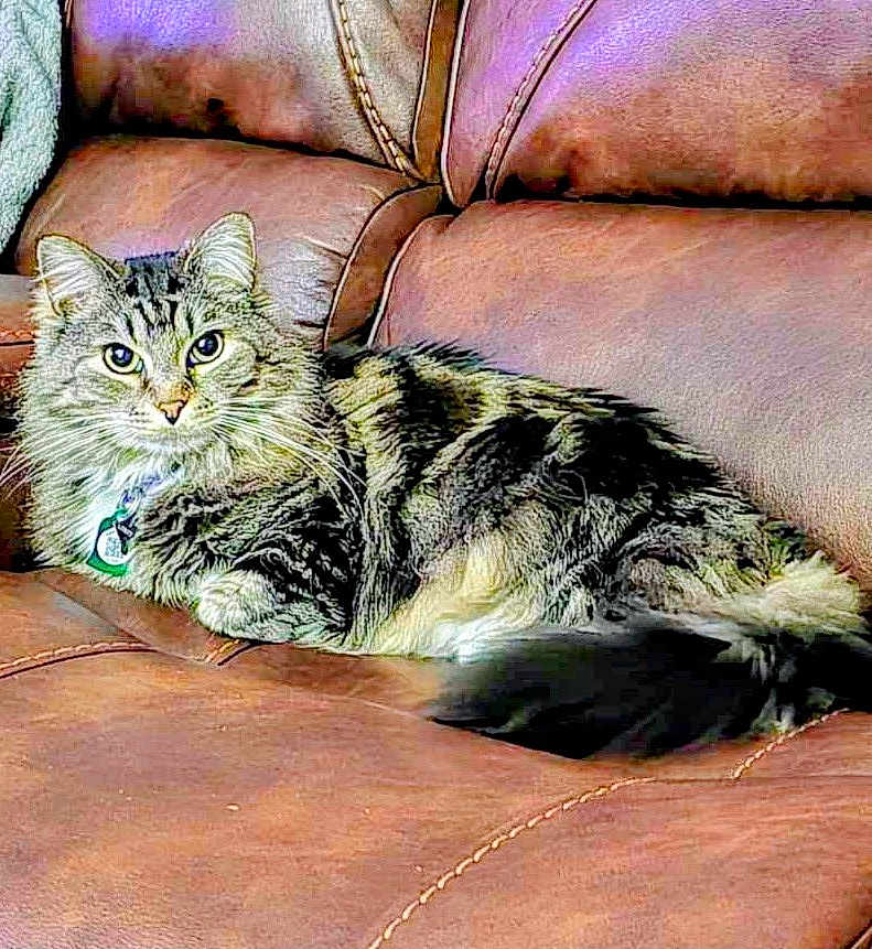 Tippy Mcstockins joined the competition — help win amazing prizes! cat, tabby, fluffy, pet, indoor, couch, leather, furniture, animal, relaxed, alert, green_eyes, collar, tag, fur, whiskers, ears, tail, resting, domestic_cat