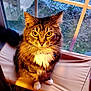 Tippy Mcstockins is registered to the contest to win money with this photo: cat, tabby, pet, indoor, window, cushion, yellow_eyes, fur, whiskers, collar, bell, animal, feline, sitting, domestic, cute, portrait, house, light, curious