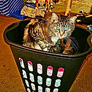 Tippy Mcstockins is registered to the contest to win money with this photo: cat, tabby_cat, laundry_basket, clothes, indoor, home, christmas_tree, holiday_decorations, floor, carpet, furniture, scratching_post, toys, pet, domestic_animal, feline, curious, cozy, festive, decor