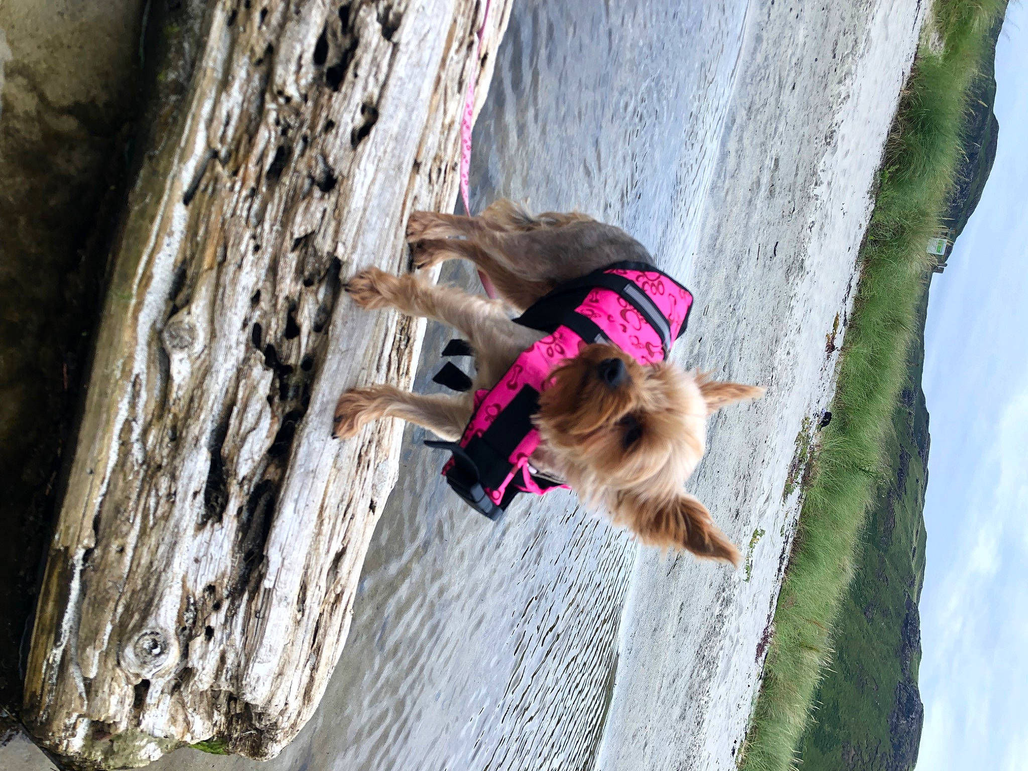 Cassie joined the competition — help win amazing prizes! adventure, carnivore, cloud, dog, dog_breed, extreme_sport, fun, lake, leash, leisure, plant, recreation, rope, sky, sport_climbing, tree, trunk, water, winter, wood