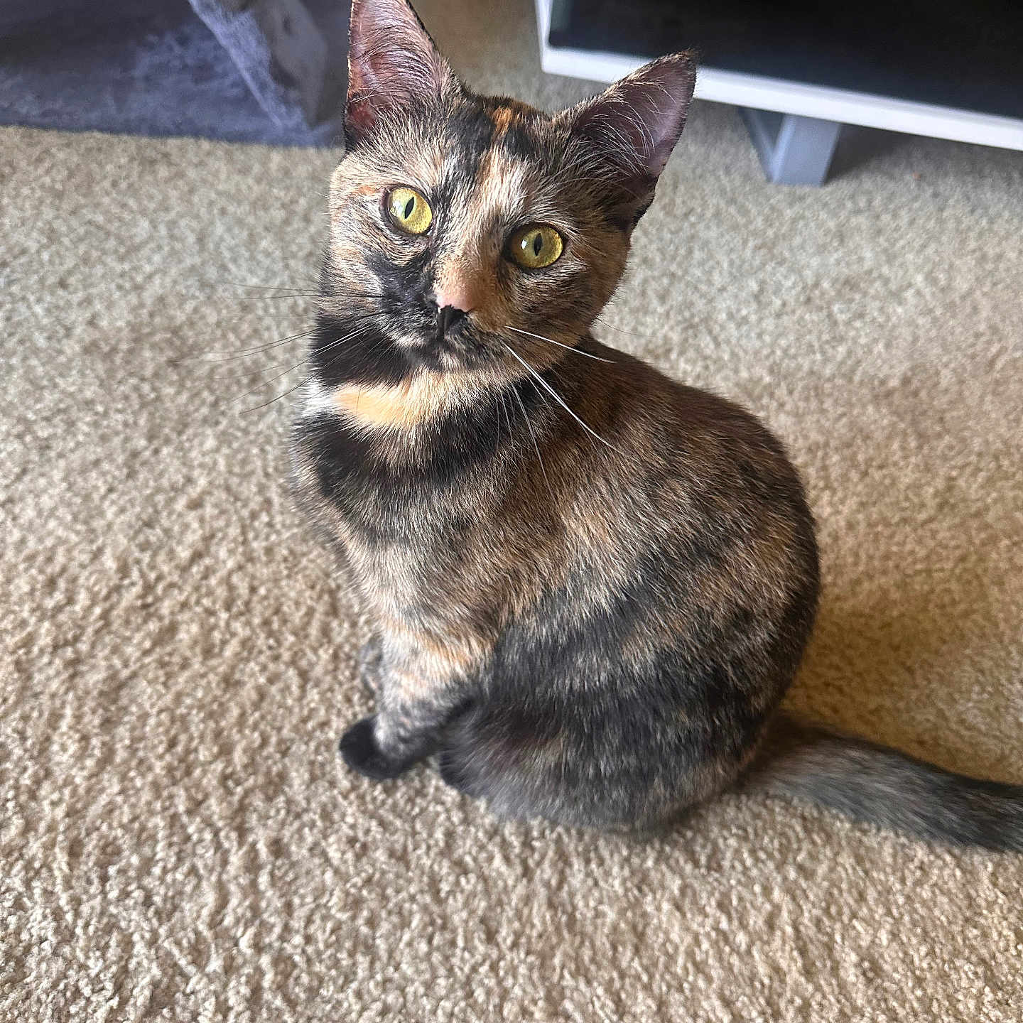 Hollow is registered to the contest to win money with this photo: abyssinian, animal, brasssection, cat, computerhardware, electronics, furniture, hardware, hardwood, homedecor, horn, indoors, kitten, manx, monitor, musicalinstrument, pet, screen, tv, wood