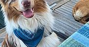 Urkane a rejoint le concours — aidez-le/la à gagner de superbes lots ! animal, bandana, blue, boat, brown, canine, closeup, daytime, dog, fur, happy, leisure, outdoor, pet, resting, sitting, smiling, watercraft, white, wooden_dock