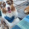 animal, bandana, blue, boat, brown, canine, closeup, daytime, dog, fur, happy, leisure, outdoor, pet, resting, sitting, smiling, watercraft, white, wooden_dock