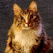 Brie joined the competition — help win amazing prizes! cat, tabby, fluffy, fur, animal, pet, indoor, carpet, curious, wide_eyes, whiskers, ears, sitting, portrait, mammal, cute, domestic_animal, feline, closeup, focused