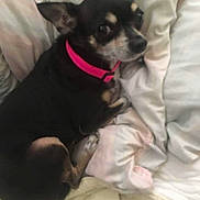 Daisymay is registered to the contest to win money with this photo: dog, small_dog, black_dog, tan_markings, pink_collar, pet, indoor, blanket, cozy, resting, fur, animal, cute, companion, canine, relaxing, home, soft_texture, laying_down, ears