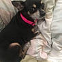dog, small_dog, black_dog, tan_markings, pink_collar, pet, indoor, blanket, cozy, resting, fur, animal, cute, companion, canine, relaxing, home, soft_texture, laying_down, ears