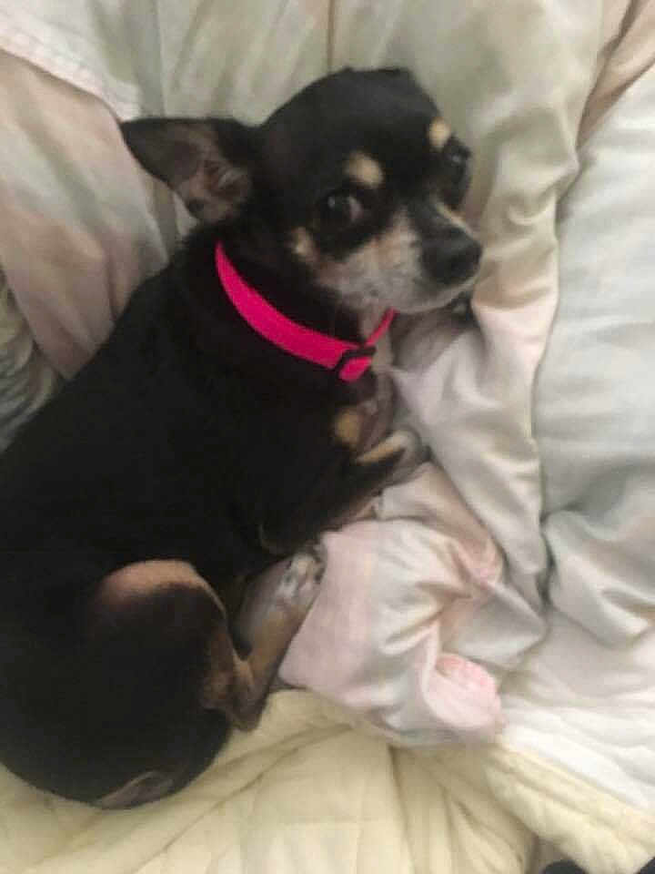 Daisymay is registered to the contest to win money with this photo: dog, small_dog, black_dog, tan_markings, pink_collar, pet, indoor, blanket, cozy, resting, fur, animal, cute, companion, canine, relaxing, home, soft_texture, laying_down, ears