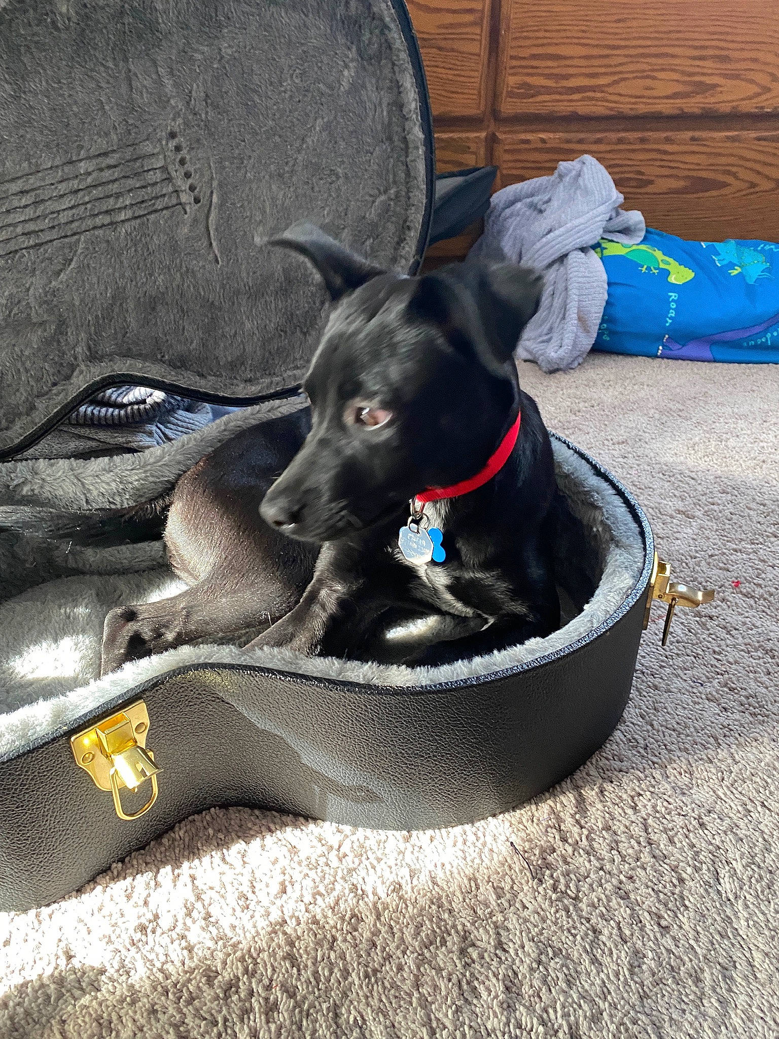 Stevie is registered to the contest to win money with this photo: blue, canidae, carnivore, collar, comfort, companion_dog, dog, dog_breed, dog_collar, dog_supply, electric_blue, fashion_accessory, fawn, grey, leash, pet_supply, snout, sporting_group, tail, working_animal