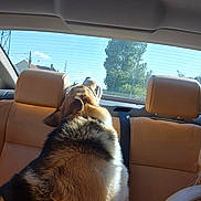 Loky a rejoint le concours — aidez-le/la à gagner de superbes lots ! animal, backseat, canine, car_interior, daytime, dog, fur, headrest, house, leather_seat, looking_out, outdoor_view, pet, seatbelt, sky, sunlight, travel, trees, vehicle, window