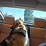 animal, backseat, canine, car_interior, daytime, dog, fur, headrest, house, leather_seat, looking_out, outdoor_view, pet, seatbelt, sky, sunlight, travel, trees, vehicle, window