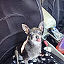 Sasha is registered to the contest to win money with this photo: animal, black_fur, blanket, car_interior, car_seat, chihuahua, companion, cute, dog, domestic_animal, paw_print, pet, pet_in_car, seat_cover, seatbelt_buckle, small_dog, sunlight, tongue_out, white_fur, window