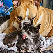 Sasha is registered to the contest to win money with this photo: dog, two_dogs, brown_dog, small_dog, tongue_out, snuggling, pet_bed, blanket, cozy, indoor, close_up, animal, cute, playful, companion, resting, fur, ears, nose, eyes